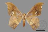 ǦW:Timandromorpha discolor