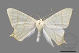 ǦW:Ourapteryx monticola