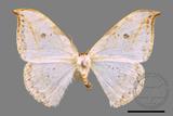 ǦW:Drepana pallida nigromaculata