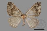 ǦW:Lampropteryx chalybearia