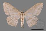 ǦW:Scopula formosana