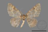 ǦW:Hydrelia bicolorata