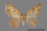 ǦW:Hydrelia bicolorata