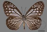 中文種名:姬小紋青斑蝶