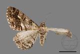 ǦW:Alcis admissaria undularia