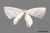 ǦW:Orthocabera sericea