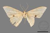 ǦW:Luxiaria mitorrhaphes