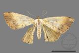 ǦW:Lophobates ochrolaria