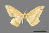 ǦW:Trigonoptila calidata