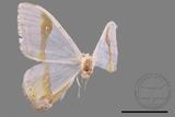 ǦW:Macrocilix mysticata flavotincta