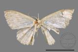 ǦW:Scopula sp.