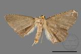 ǦW:Plesiomorpha flaviceps