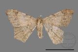 ǦW:Macaria abydata