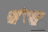 ǦW:Macaria abydata