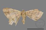 ǦW:Macaria abydata