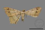 ǦW:Macaria abydata