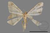 ǦW:Macaria abydata