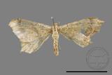 ǦW:Macaria abydata