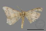 ǦW:Macaria abydata