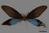 ǦW:Histia flabellicornis ultima