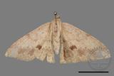 ǦW:Luxiaria mitorrhaphes