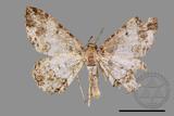 ǦW:Deileptenia rimosaria