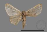 ǦW:Idaea sp.