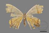 ǦW:Thinopteryx crocoptera assamensis