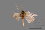 ǦW:Larentiinae sp.