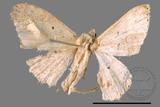 ǦW:Scopula sp.