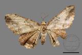 ǦW:Menophra anaplagiata