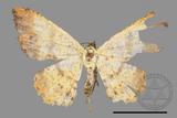 ǦW:Lophobates ochrolaria