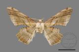 ǦW:Trigonoptila pallida