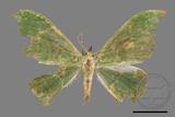 ǦW:Tanaorhinus viridiluteatus