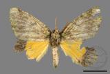 ǦW:Dindica polyphaenaris