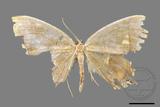 ǦW:Thinopteryx nebulosa