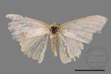 ǦW:Luxiaria mitorrhaphes