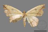 ǦW:Entomopteryx rubridisca