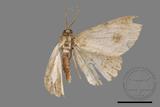 ǦW:Ectropis bhurmitra