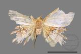 ǦW:Entomopteryx combusta