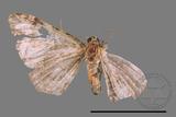 ǦW:Larentiinae sp.