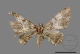 ǦW:Alcis taiwanovariegata