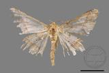 ǦW:Trigonoptila latimarginaria