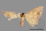 ǦW:Lophobates ochrolaria