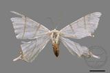 ǦW:Ourapteryx clara formosana