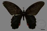 ǦW:Papilio protenor amaura