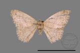 ǦW:Scopula sp.