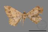 ǦW:Macaria abydata