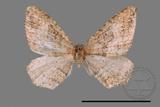 ǦW:Larentiinae sp.