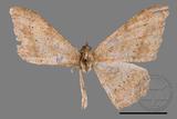 ǦW:Luxiaria mitorrhaphes